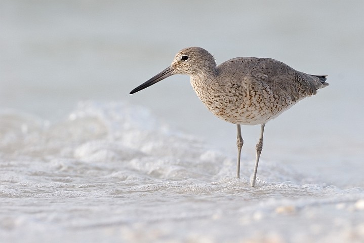 Schlammtreter Catoptrophorus semipalmatus Willet